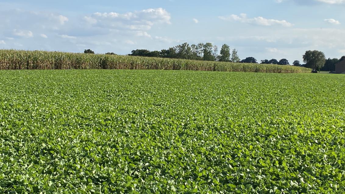 Groenbemester Winterraps