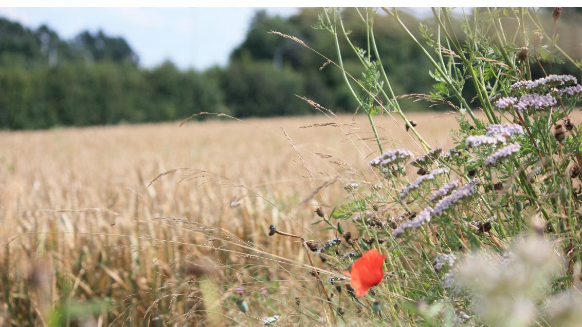 Biodiversiteit