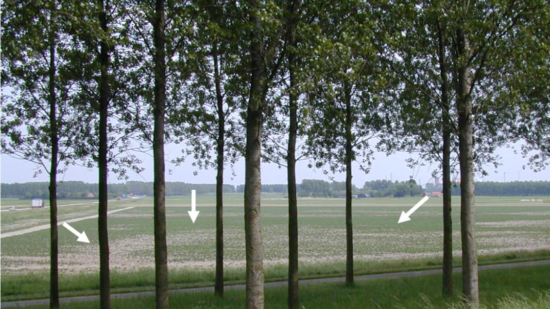 Schade door aaltjes