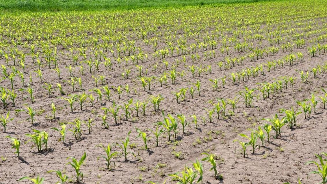 1132x637_bnl_plantopkomst_maisveld