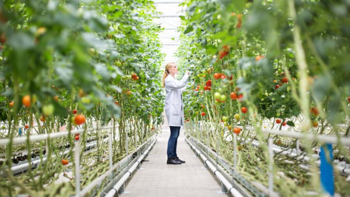 Stngenta biotech
