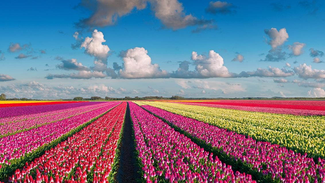 Tulp