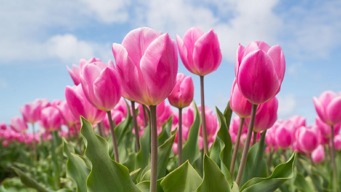 Tulpen