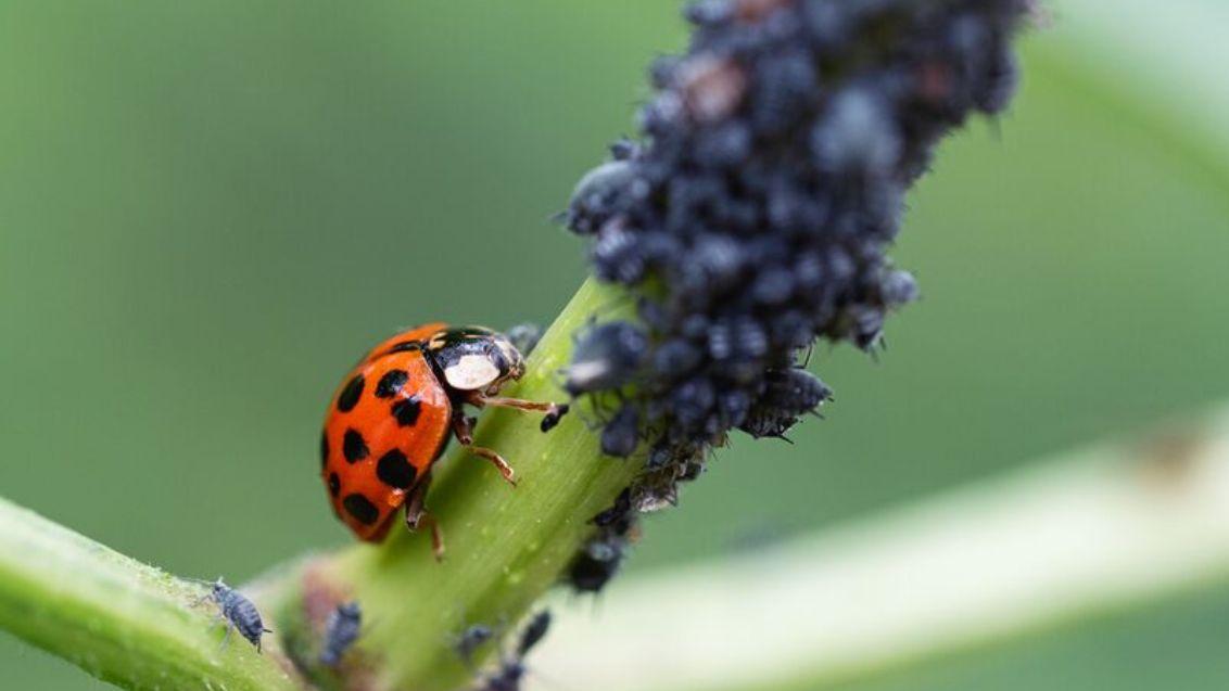Karate Next insecten