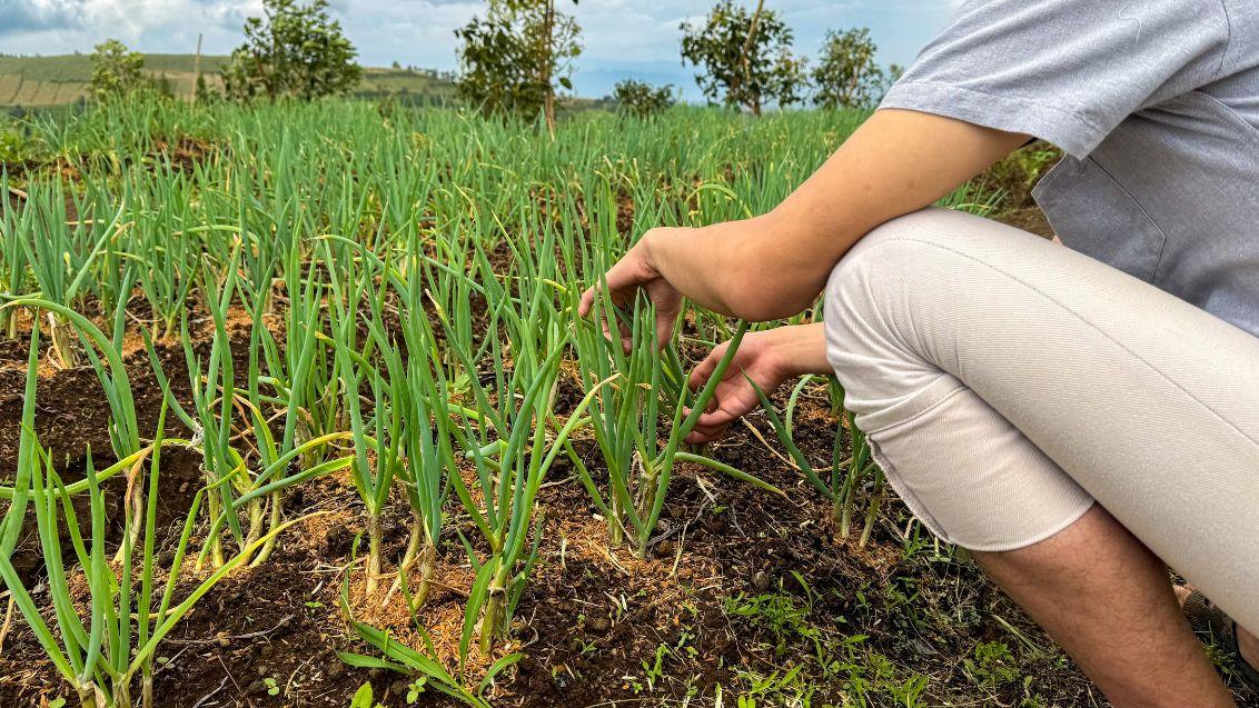 onion field