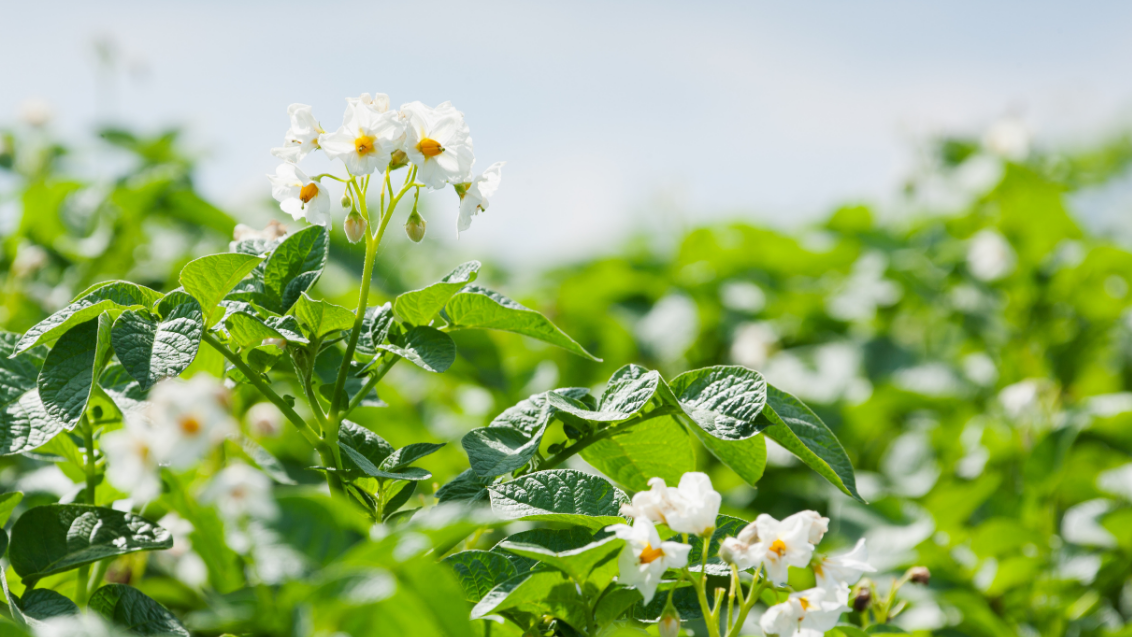 Hordes opwerpen tegen phytophthora