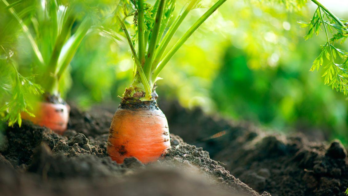 carrots