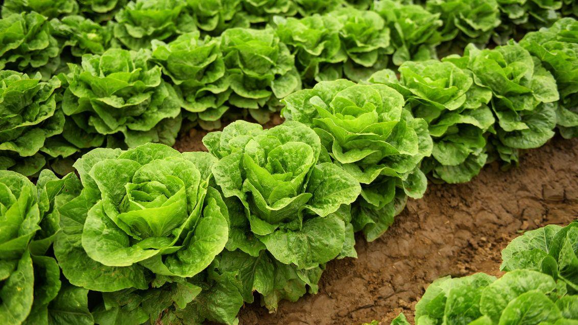 Lettuce field