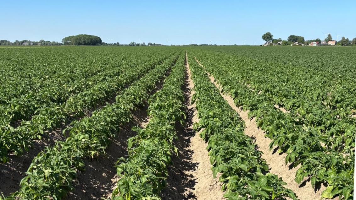 Aardappelveld