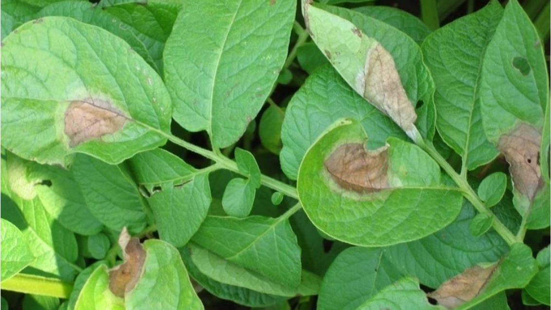 Actueel risico: Phytophthora in aardappelen