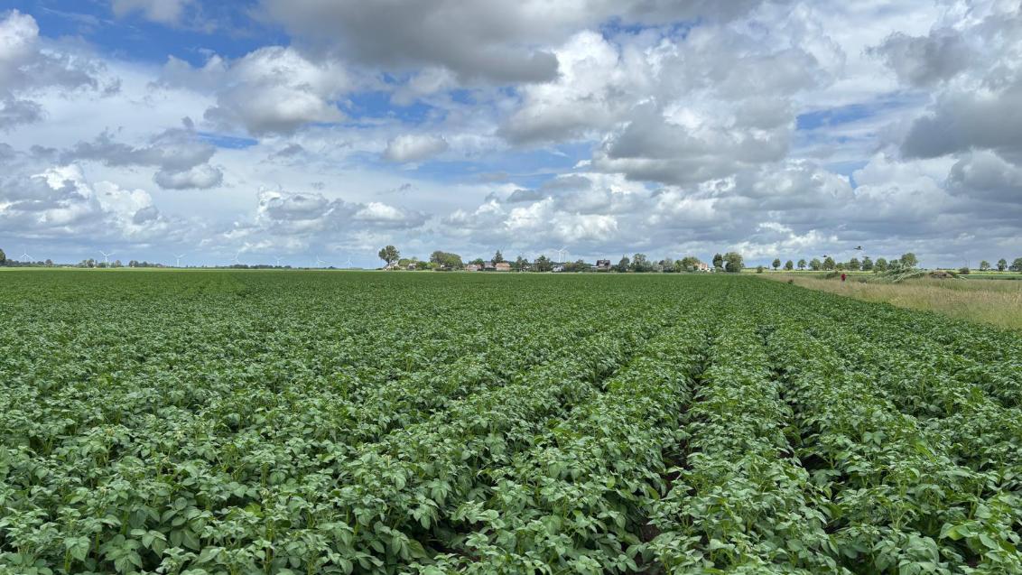 Aardappelveld 4 juni