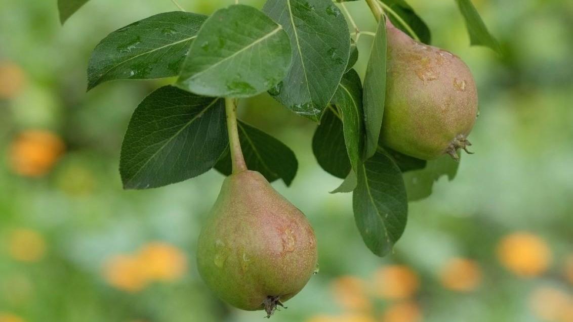 1132x637_bnl_peren_in_juni.jpg
