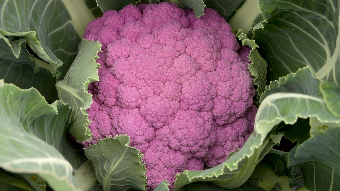 Paarse bloemkool 
