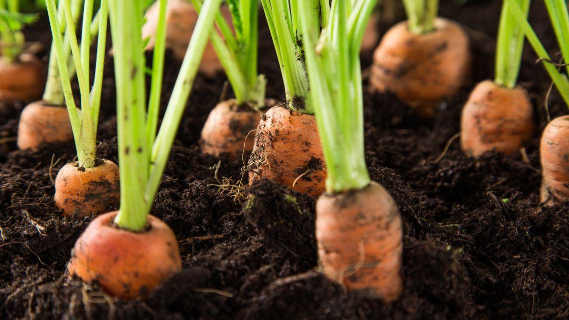 carrot field