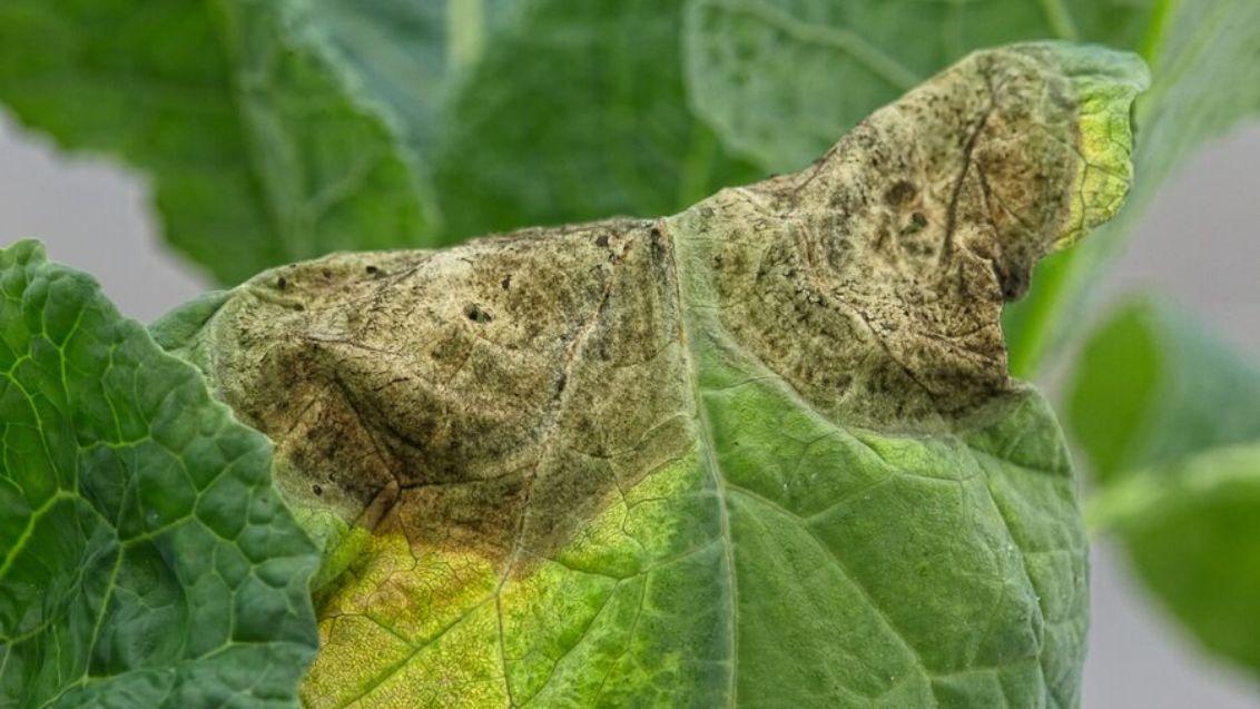 Groene rups op een blad, close-up foto