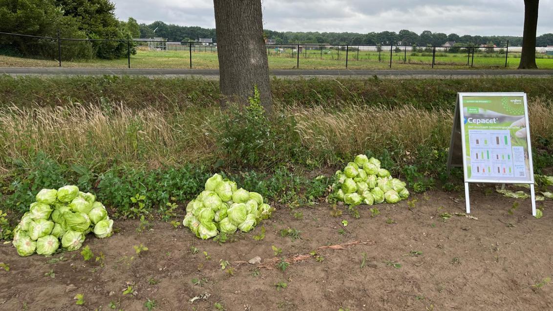 Stapels groene kooltjes langs een boom, met bordje bij een veld