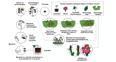 Resistentiemanagement Botrytis | Syngenta Nederland