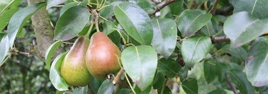 550x194_bnl_perenboom.jpg