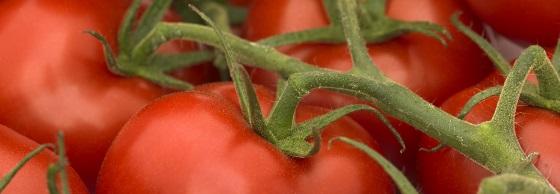 Tomaten