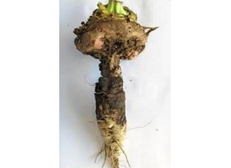 Pythium suikerbieten
