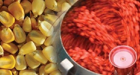 Corn zaadontsmetting
