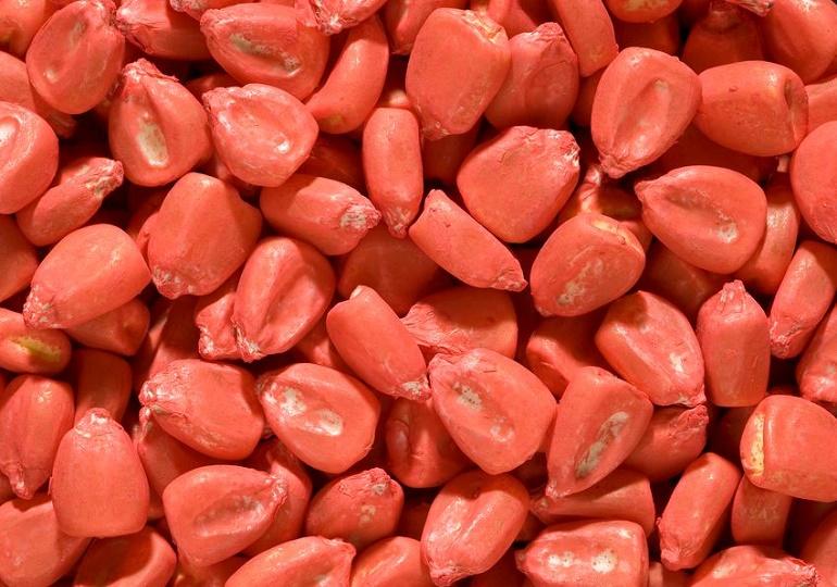 treated corn seed