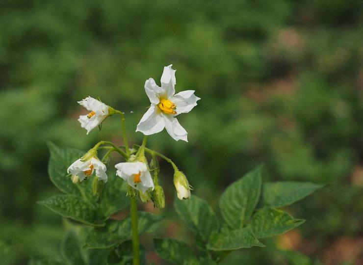 Aardappelen in bloei