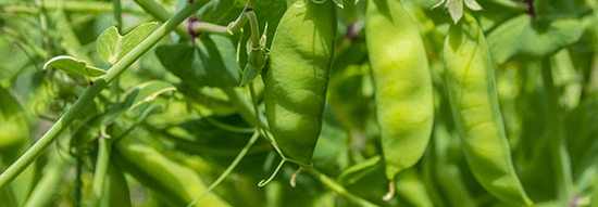 Bonen seedcare