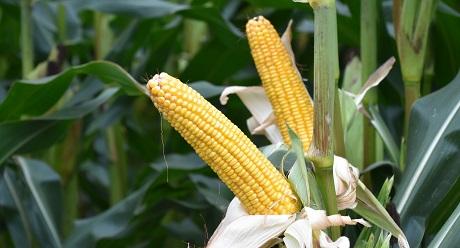 SA1578 SY Nomad Midden vroege kwaliteitsmais Syngenta. Landbouwkundig excellent met zeer hoge voederwaarde(opbrengst)