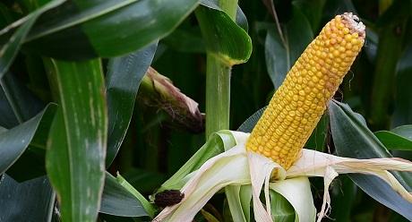 Vroeg maisras SY Telias, hoogste zetmeelopbrengst per hectare. #Syngentamais