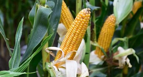 SB 0108  SY Silverbull. Ultravroege mais. Zeer stevig Syngenta maisras met de hoogste tolerantie voor kopbrand en builenbrand.