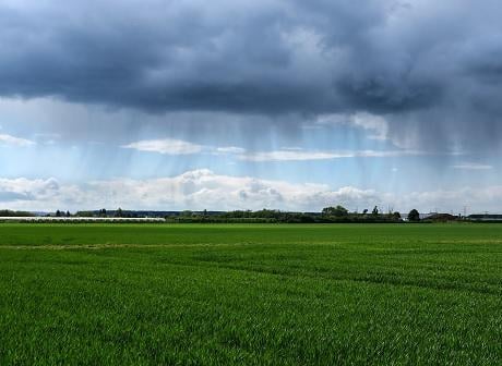 Syngenta weer