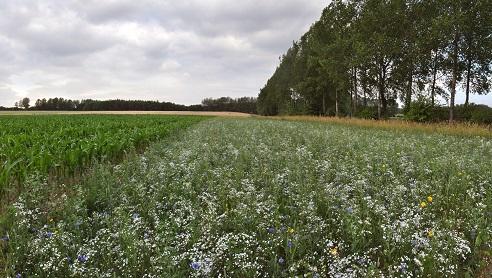 Interra Panorama view