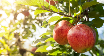 Spuitefficiëntie verbeteren en drift verminderen bij aardbeien of hardfruit? Dit kan met verschillende spuittechnieken.
