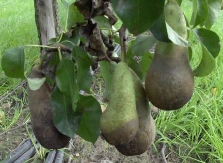Phytophthora