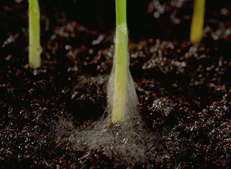microdochium