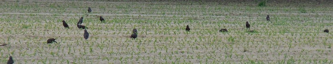 KORIT 420FS is een fungicide en heeft van alle zaaizaadontsmettingen die op de markt zijn na het wegvallen van mesurol, de beste werking tegen vogelvraat. Al onze maïsrassen zijn dit seizoen beschikbaar