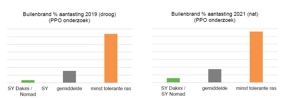  Builenbrand onderzoek PPO wijst uit: tussen rassen bestaan grote verschillen in resistentie tegen builenbrand. Vele Syngenta maïsrassen hebben doorgaans een hoge tolerantie tegen kop- en builenbrand. 