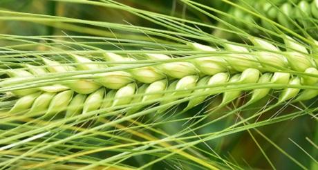 HYVIDO SY SCOOP hybride gerstras Syngenta