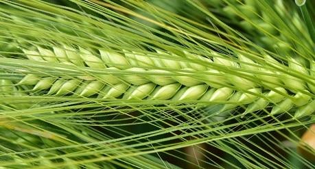 SY Galileoo is de meest productieve hybride wintergerst in Europa Syngenta-ras
