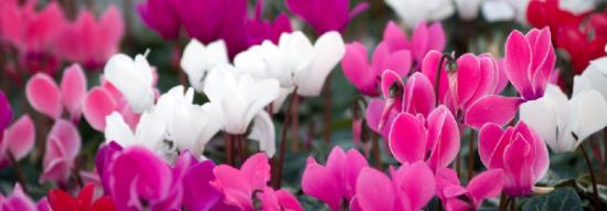 Cyclamen potplanten