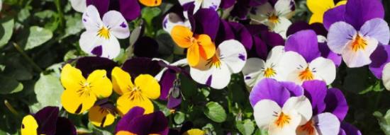 Viooltjes perkplanten
