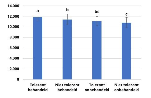 Bladluizen kunnen in het najaar aanzienlijke schade aanrichten in wintergerst, voornamelijk bij niet-tolerante rassen, maar eveneens bij tolerante gerstrassen Dit verschil is hoger bij een hogere bladluisdruk.