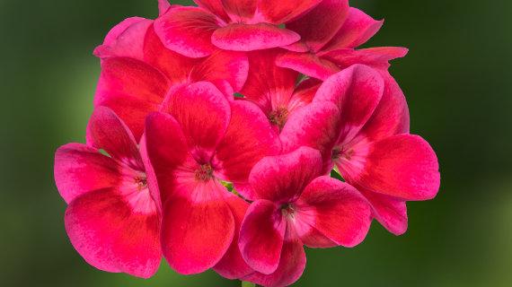 Syngenta Flowers