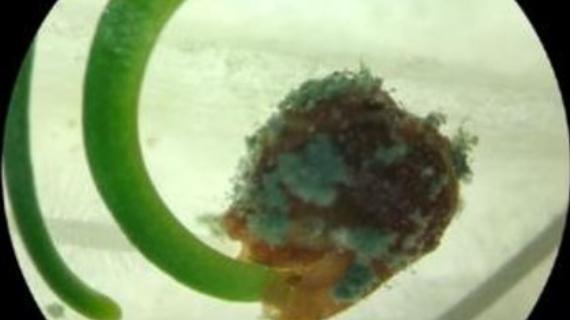 BioControl