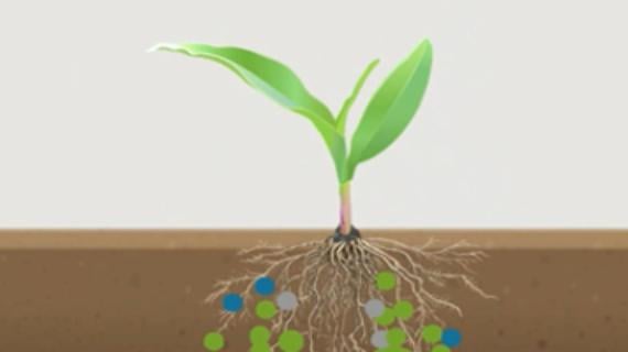 Biostimulanten