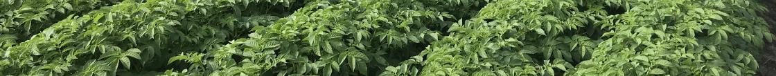 1120x110_bnl_banner_aardappelen.jpg