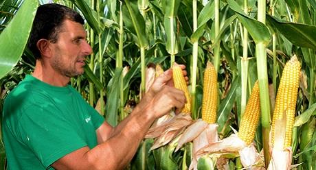SY Arax is een middenvroege snijmais met heel erg veel zetmeel ,  droogtetolerant, dubbeldoel ook geschikt voor ccm/mks