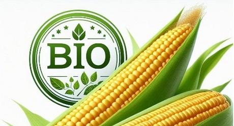 De biologische maïsrassen die Syngenta Seeds aanbiedt, hebben zich al uitgebreid bewezen in de conventionele landbouw en officiële (Benelux) rassenproeven, en zijn een garantie voor het beste resultaat. 