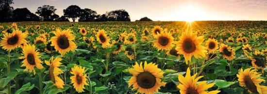 Maak kennis met onze zonnebloemzaden die speciaal gestest zijn voor uitzaai in Nederland